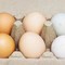 Uova bianche o marroni, quali sono migliori? Ecco cosa dice la scienza Uova bianche o marroni, quali sono migliori? Ecco cosa dice la scienza