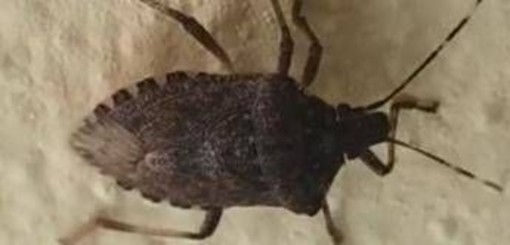 Malattia di Chagas spaventa l'America Latina, circa 6 mln convivono con l'infezione parassitaria Malattia di Chagas spaventa l'America Latina, circa 6 mln convivono con l'infezione parassitaria