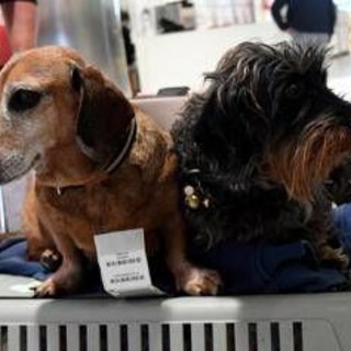 Cani nella stiva dell'aereo? Per la Corte Ue sono come bagagli: la sentenza Cani nella stiva dell'aereo? Per la Corte Ue sono come bagagli: la sentenza