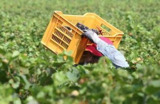 Tragedia nei campi, bracciante 29enne si impicca a Torretta Antonacci Tragedia nei campi, bracciante 29enne si impicca a Torretta Antonacci