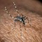 Usutu in Italia, un altro virus trasmesso dalle zanzare: i sintomi