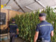 Scoperta maxi piantagione di marijuana nel Palermitano, un arrestato Scoperta maxi piantagione di marijuana nel Palermitano, un arrestato