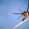 West Nile, prima vittima in Liguria: 86enne muore a Genova. Bassetti: "Massima attenzione"