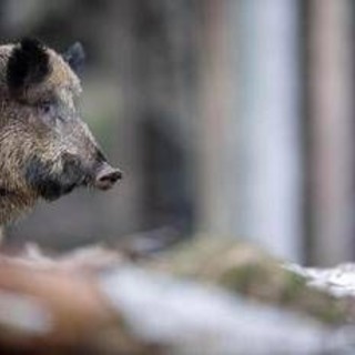 Caricato da un cinghiale durante battuta di caccia, morto pensionato