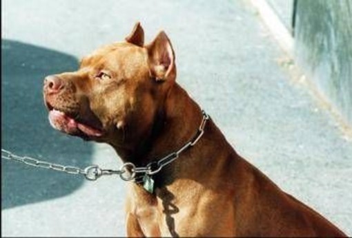 Frosinone, pitbull azzanna bimba di 2 anni e la scaraventa contro un muro