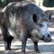 Il cinghiale attraversa la strada, scontro tra 3 auto e 4 feriti Il cinghiale attraversa la strada, scontro tra 3 auto e 4 feriti
