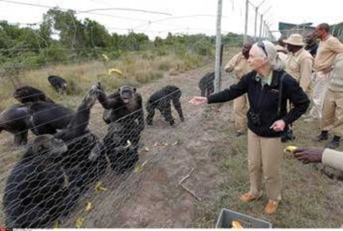 Addio a Jane Goodall, la donna che parlava con gli scimpanzé Addio a Jane Goodall, la donna che parlava con gli scimpanzé