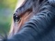 Intrappolato nel fango, salvato un cavallo al Tracciolino (foto di repertorio)