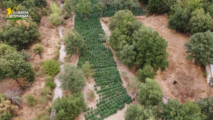 Sequestrate nel Nuorese due tonnellate e mezzo di droga