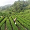 La Cina potenzia i settori della tradizione, dalla seta al tè alla porcellana La Cina potenzia i settori della tradizione, dalla seta al tè alla porcellana