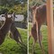 "C'è una rissa in giardino", il match tra canguri vola sul web