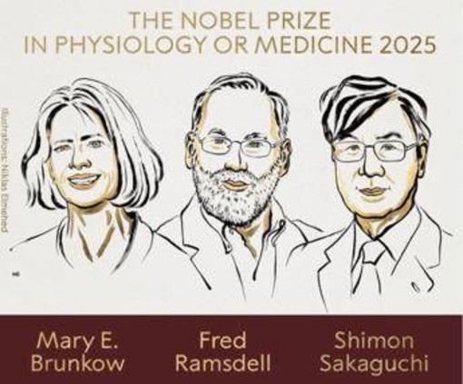 Nobel per la Medicina a Brunkow, Ramsdell e Sakaguchi per scoperte su sistema immunitario