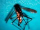 Estate, allarme zanzare: "Con caldo ciclo più rapido e rischio Dengue-West Nile" Estate, allarme zanzare: "Con caldo ciclo più rapido e rischio Dengue-West Nile"