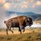 Il bisonte carica e fa volare il turista, l'attacco choc a Yellowstone Il bisonte carica e fa volare il turista, l'attacco choc a Yellowstone
