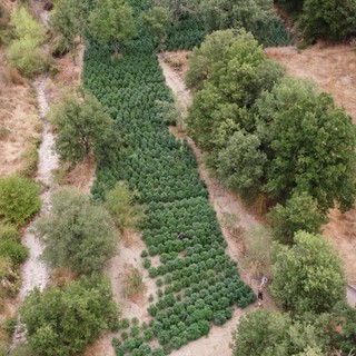 Sequestrate nel Nuorese due tonnellate e mezzo di droga