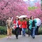 Cina, con i ciliegi in fiore turismo di primavera in crescita
