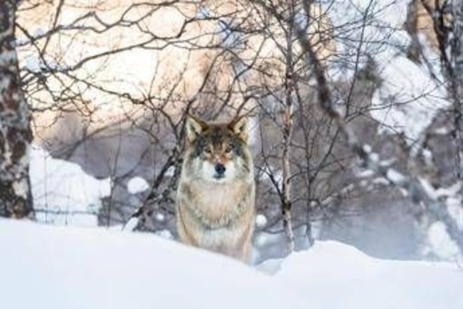 Lupo abbattuto a Trento, Brambilla contro Fugatti: "Ora ha il suo trofeo" Lupo abbattuto a Trento, Brambilla contro Fugatti: "Ora ha il suo trofeo"