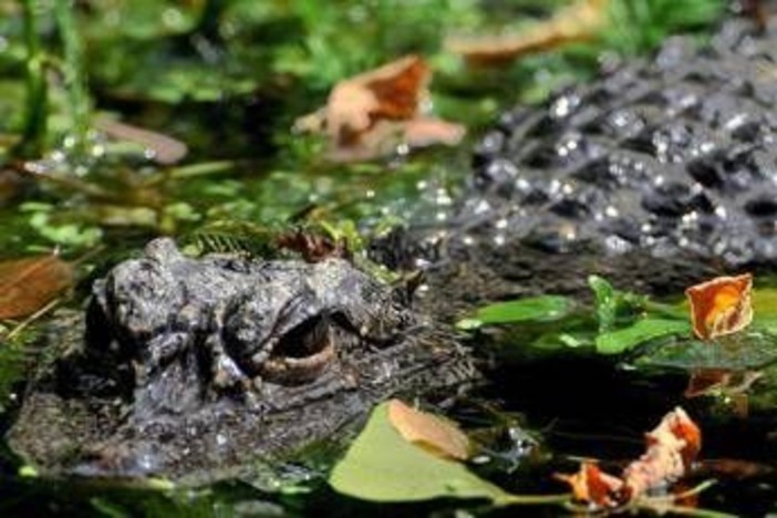 Aggredito e trascinato sott’acqua da un alligatore mentre pesca: morto 71enne Aggredito e trascinato sott’acqua da un alligatore mentre pesca: morto 71enne