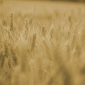 Agricoltura, dalla Regione 2,8 milioni di euro in più per innovazione e ricerca (foto di repertorio)