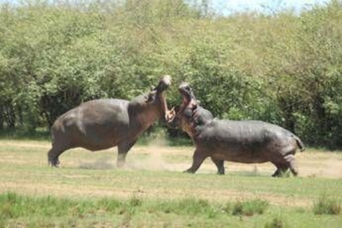 La Colombia abbatterà 'gli ippopotami di Pablo Escobar': il caso La Colombia abbatterà 'gli ippopotami di Pablo Escobar': il caso