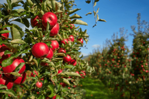 Agricoltura, Italia sul tetto del mondo: export di mele da primato per il secondo anno consecutivo Agricoltura, Italia sul tetto del mondo: export di mele da primato per il secondo anno consecutivo