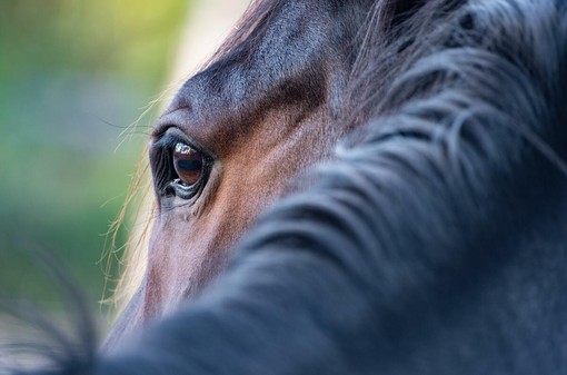 Intrappolato nel fango, salvato un cavallo al Tracciolino (foto di repertorio)