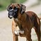 Cani e problemi respiratori, le 12 razze a rischio dal pechinese al boxer Cani e problemi respiratori, le 12 razze a rischio dal pechinese al boxer