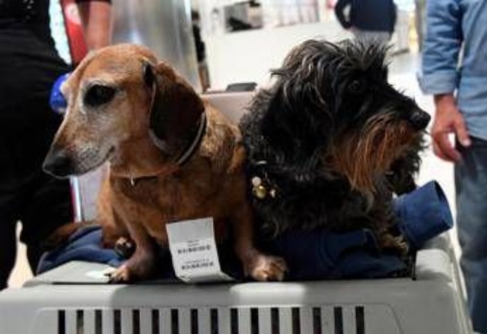 Cani nella stiva dell'aereo? Per la Corte Ue sono come bagagli: la sentenza Cani nella stiva dell'aereo? Per la Corte Ue sono come bagagli: la sentenza