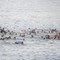 Migranti a Ceuta, Ue: "Solidali con la Spagna e cordoglio per le vittime" Migranti a Ceuta, Ue: "Solidali con la Spagna e cordoglio per le vittime"