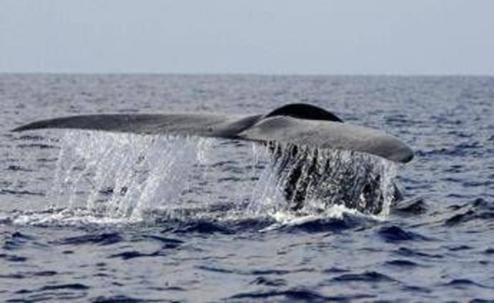 Balena di 200 anni in Groenlandia: "È nata prima della guerra civile americana"