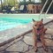 Giornata internazionale del cane, i consigli per viaggiare pet-friendly in Italia e all’estero Giornata internazionale del cane, i consigli per viaggiare pet-friendly in Italia e all’estero