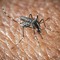 West Nile a Oristano, morta un'altra persona: è la quarta vittima del virus nella provincia West Nile a Oristano, morta un'altra persona: è la quarta vittima del virus nella provincia