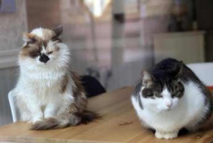 Da randagi a pattuglia anti-topi, famiglia di gatti diventa star in aeroporto cinese Da randagi a pattuglia anti-topi, famiglia di gatti diventa star in aeroporto cinese