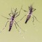 Zanzare e virus, cresce l'attenzione in Italia: 700 casi di West Nile e 312 di Dengue Zanzare e virus, cresce l'attenzione in Italia: 700 casi di West Nile e 312 di Dengue