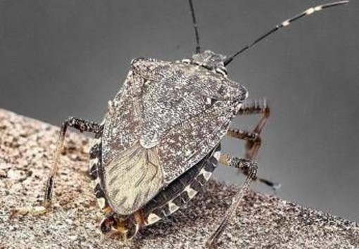 Cimici asiatiche, torna l’emergenza: danni record a pere e mais, allarme degli agricoltori Cimici asiatiche, torna l’emergenza: danni record a pere e mais, allarme degli agricoltori