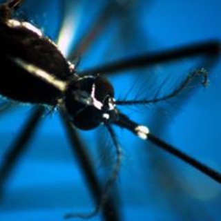 Caldo record, allarme Ecdc: "Ondate intense e prolungate aumentano rischio infezioni" Caldo record, allarme Ecdc: "Ondate intense e prolungate aumentano rischio infezioni"