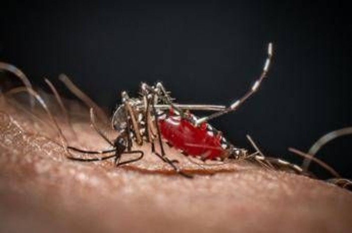 Lo strano effetto 'boomerang' dei repellenti: forse le zanzare stanno imparando ad amarli