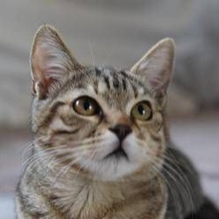 Gatto scompare per 10 anni, poi si presenta... al compleanno della padrona