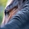 Intrappolato nel fango, salvato un cavallo al Tracciolino (foto di repertorio)