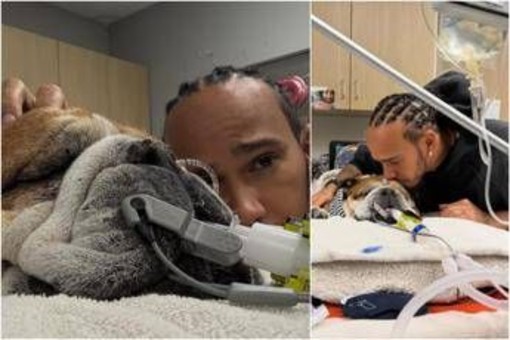 Hamilton, il cane Roscoe è malato: "Ha la polmonite, ora è in coma"
