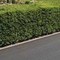 La siepe è verde e ben potata ma sporge, multa da 180 euro a ogni condomino della palazzina