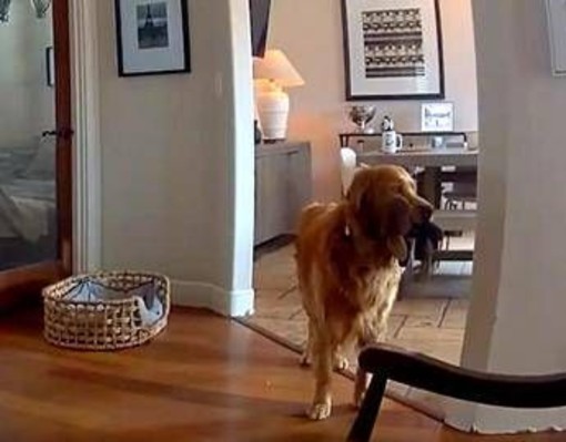 Il ladro entra in casa, il labrador fa festa e porta i giochi... Il ladro entra in casa, il labrador fa festa e porta i giochi...