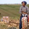 La Cina prevede un 2026 da record per il raccolto di cereali La Cina prevede un 2026 da record per il raccolto di cereali