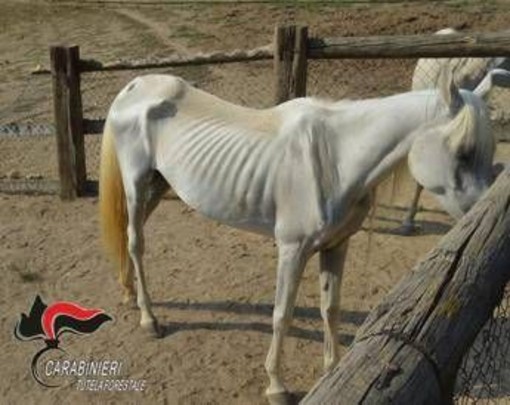 Asti, 12 cavalli denutriti salvati da allevamento e trasferiti nel varesotto Asti, 12 cavalli denutriti salvati da allevamento e trasferiti nel varesotto