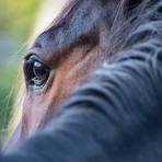 Intrappolato nel fango, salvato un cavallo al Tracciolino (foto di repertorio)