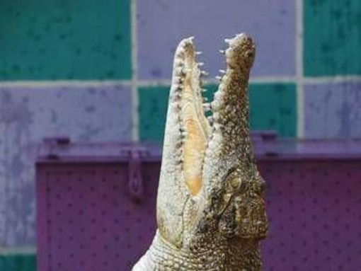 Palermo, in valigia una testa di coccodrillo: denunciato passeggero in aeroporto