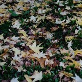 Oggi inizia la nuova stagione, cos'è e quando cade l'equinozio di autunno Oggi inizia la nuova stagione, cos'è e quando cade l'equinozio di autunno