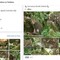 Cucciolo di ocelot al Parco Faunistico La Torbiera, il lieto evento vola sul web