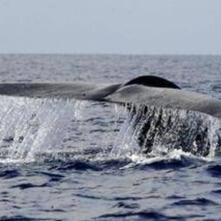 Balena di 200 anni in Groenlandia: "È nata prima della guerra civile americana" Balena di 200 anni in Groenlandia: "È nata prima della guerra civile americana"