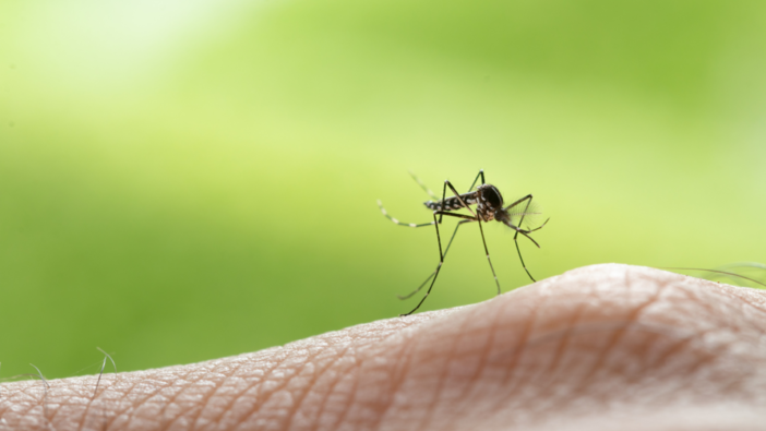 Zanzare nel Biellese: le buone pratiche per prevenire i focolai